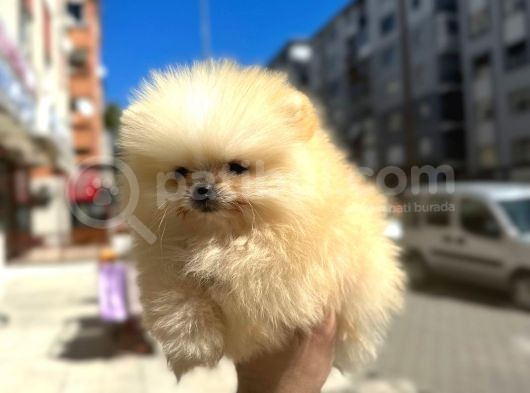 Pomerani̇an Irkinin En Güzel Bebekleri̇ görsel