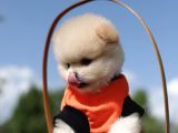 Teacup Pomeranian Boo Dişi Yavru