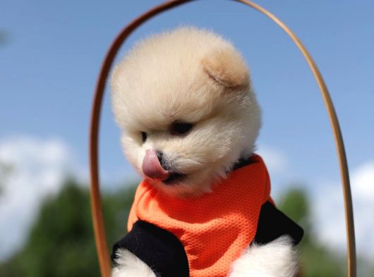Teacup Pomeranian Boo Dişi Yavru görsel