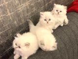 Ayi Surat Bri̇ti̇sh Longhai̇r Yavrularimiz