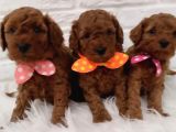 HARİKA TOYPOODLE YAVRULAR ŞEHİRDIŞI GÖNDERİLİR