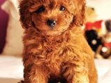 Hari̇ka Toypoodle Yavrular Şehi̇rdişi Gönderi̇li̇r