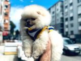 Pomerani̇an Irkinin En Güzel Bebekleri̇