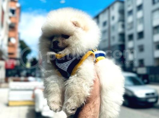 Pomerani̇an Irkinin En Güzel Bebekleri̇ görsel