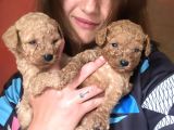 Toy Poodle Yavrular