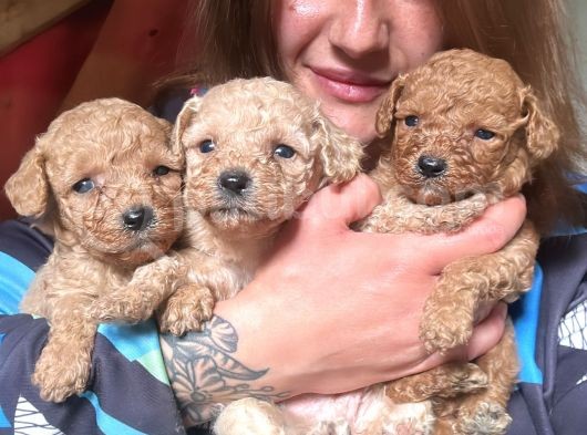 Toy Poodle Yavrular görsel