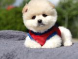 En Sevimli Yumuşacık Tüylü Scrli Pomeranian Boo Erkek