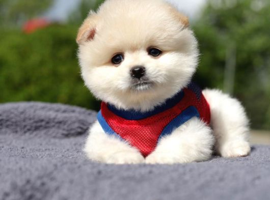 En Sevimli Yumuşacık Tüylü Scrli Pomeranian Boo Erkek görsel