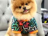 Pomerani̇an Irkinin En Güzel Bebekleri̇