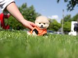 Teacup Pomeranian boo Dişi Yavru