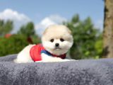En Sevimli Yumuşacık Tüylü Scrli Pomeranian Boo Erkek