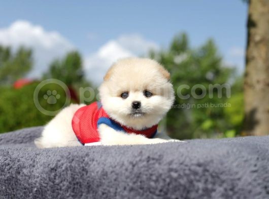 En Sevimli Yumuşacık Tüylü Scrli Pomeranian Boo Erkek görsel