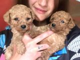 Toy Poodle Yavrular