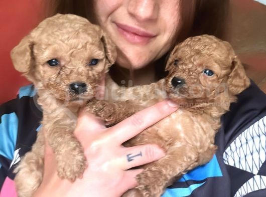 Toy Poodle Yavrular görsel