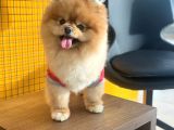 Pomerani̇an Irkinin En Güzel Bebekleri̇