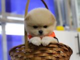 Teacup Pomeranian Boo Dişi Yavru