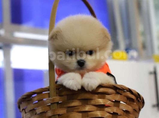 Teacup Pomeranian Boo Dişi Yavru görsel