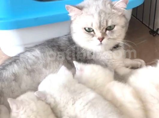 Anne Altindan Safkan Bri̇ti̇sh Yavrularimiz görsel