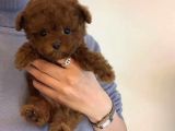 Hari̇ka Toypoodle Yavrular Şehi̇rdişi Gönderi̇li̇r