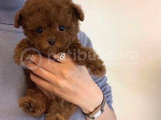 Hari̇ka Toypoodle Yavrular Şehi̇rdişi Gönderi̇li̇r görsel
