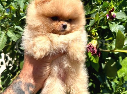 Pomerani̇an Irkinin En Güzel Bebekleri̇ görsel