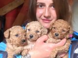 Toy poodle yavrular