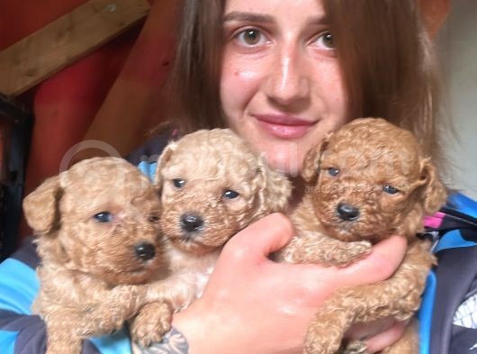 Toy Poodle Yavrular