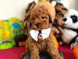 TOOY POODLE YAVRUMUZ 0 TEACUP 