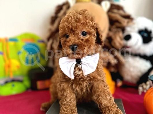 TOOY POODLE YAVRUMUZ 0 TEACUP 