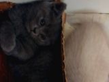 Safkan Biritish Peluşlar 