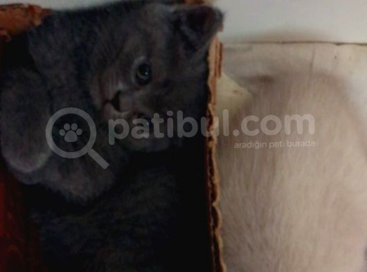 Safkan Biritish Peluşlar  görsel