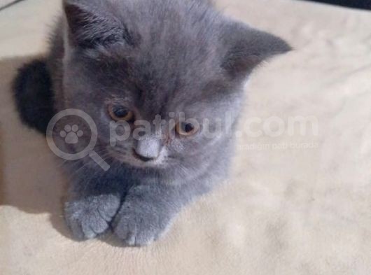 Safkan Biritish Peluşlar  görsel