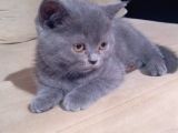 Safkan Biritish Peluşlar 