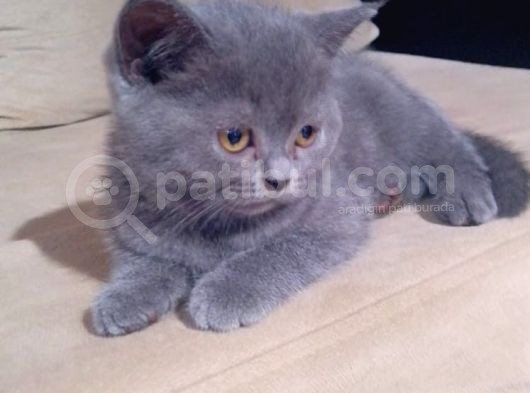 Safkan Biritish Peluşlar  görsel