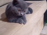 Safkan Biritish Peluşlar 