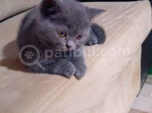 Safkan Biritish Peluşlar  görsel