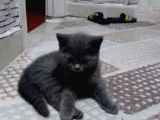 Safkan biritish peluşlar 