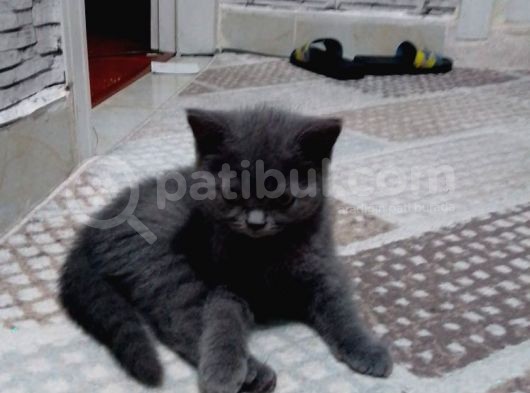 Safkan Biritish Peluşlar 