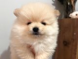 Ayıcık Surat Teacup Pomeranian Boo Bebişler