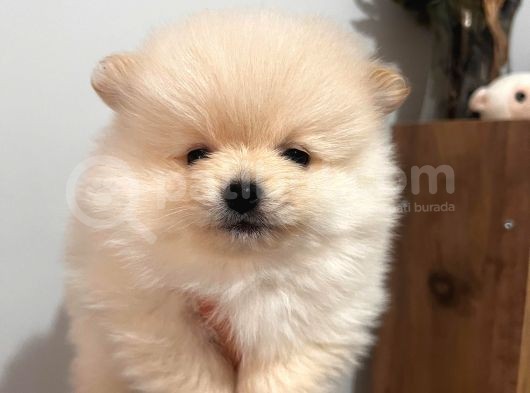 Ayıcık Surat Teacup Pomeranian Boo Bebişler