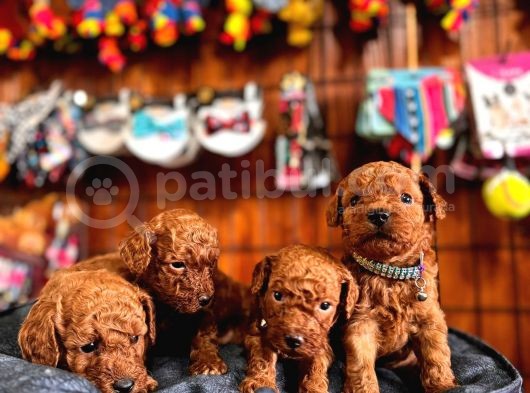 Mükemmel Kalitede Toy Poddle Bebekler Için Acele Edin görsel