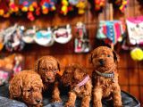 Mükemmel kalitede toy Poddle bebekler için acele edin