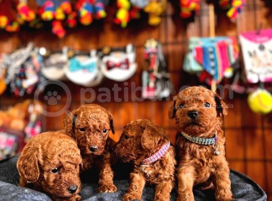 Mükemmel Kalitede Toy Poddle Bebekler Için Acele Edin
