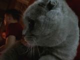 7 Aylık Scottish Fold