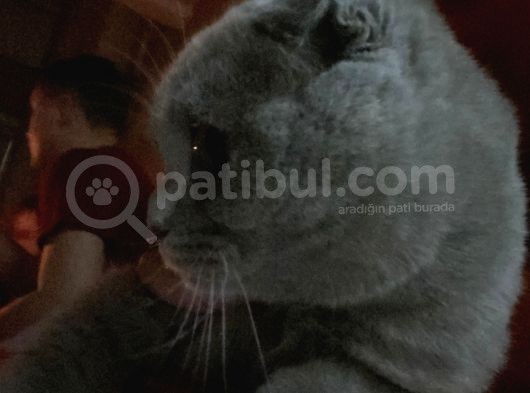 7 Aylık Scottish Fold görsel