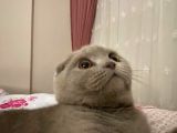 7 Aylık Scottish Fold