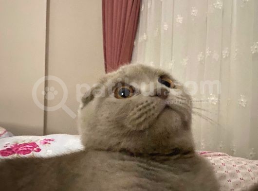7 Aylık Scottish Fold görsel