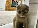 7 aylık Scottish Fold