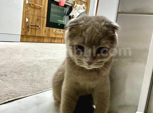 7 Aylık Scottish Fold