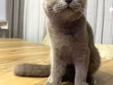 7 Aylık Scottish Fold
